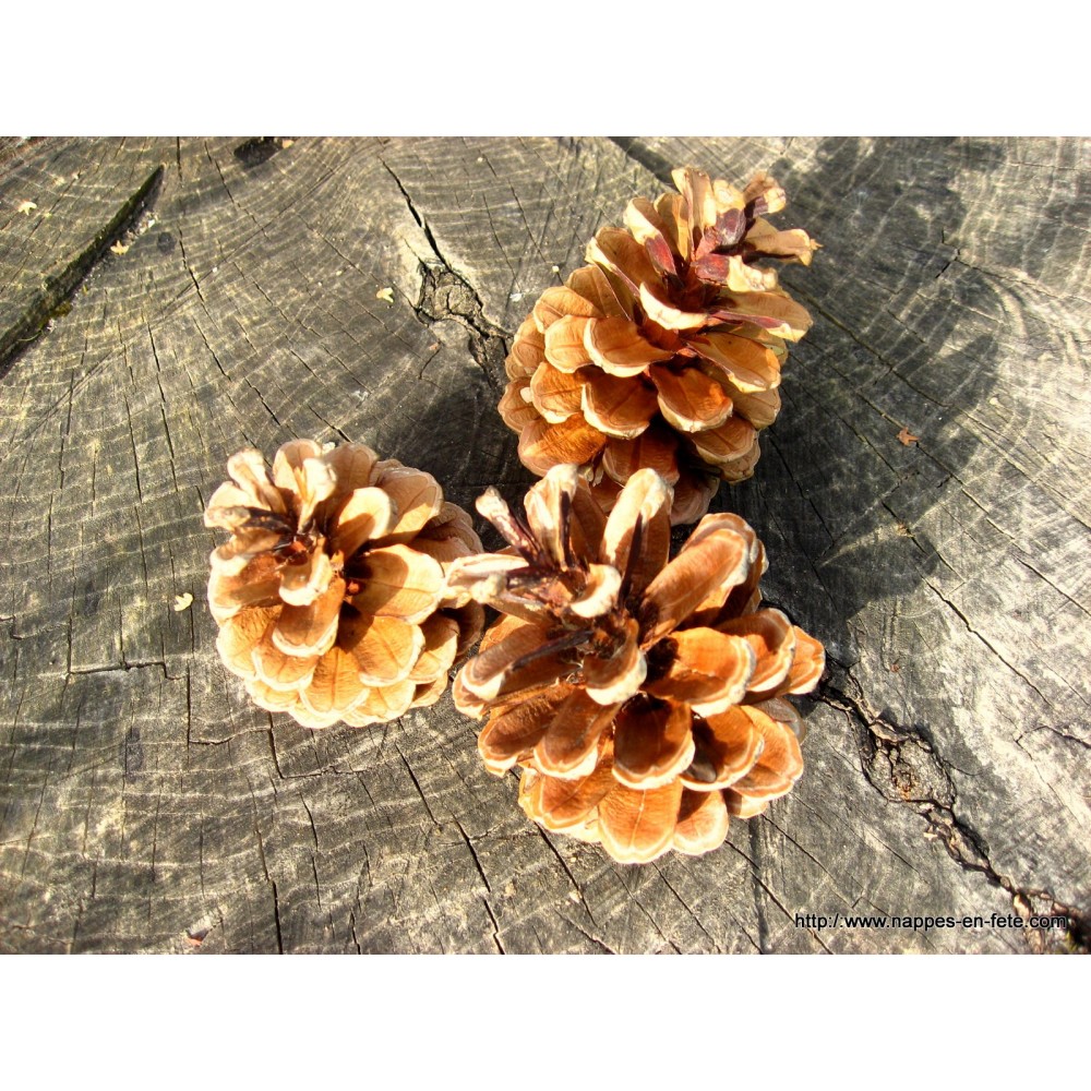 Rcanedny - Lot De 30 Pommes De Pin Naturelles Grandes (6-8 Cm) - Décoration Noël, Loisirs Créatifs, Déco Intérieur