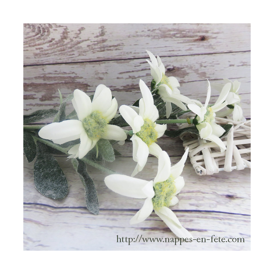 Edelweiss, branche de trois fleurs d'edelweiss pour décoration hivernale