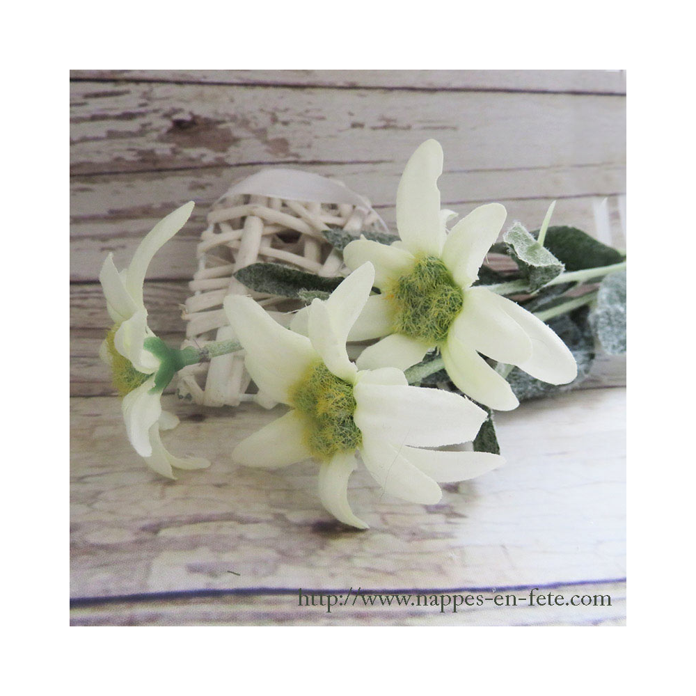 Edelweiss, branche de trois fleurs d'edelweiss pour décoration hivernale