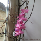 Orchidée grosses fleurs pour décoration de table